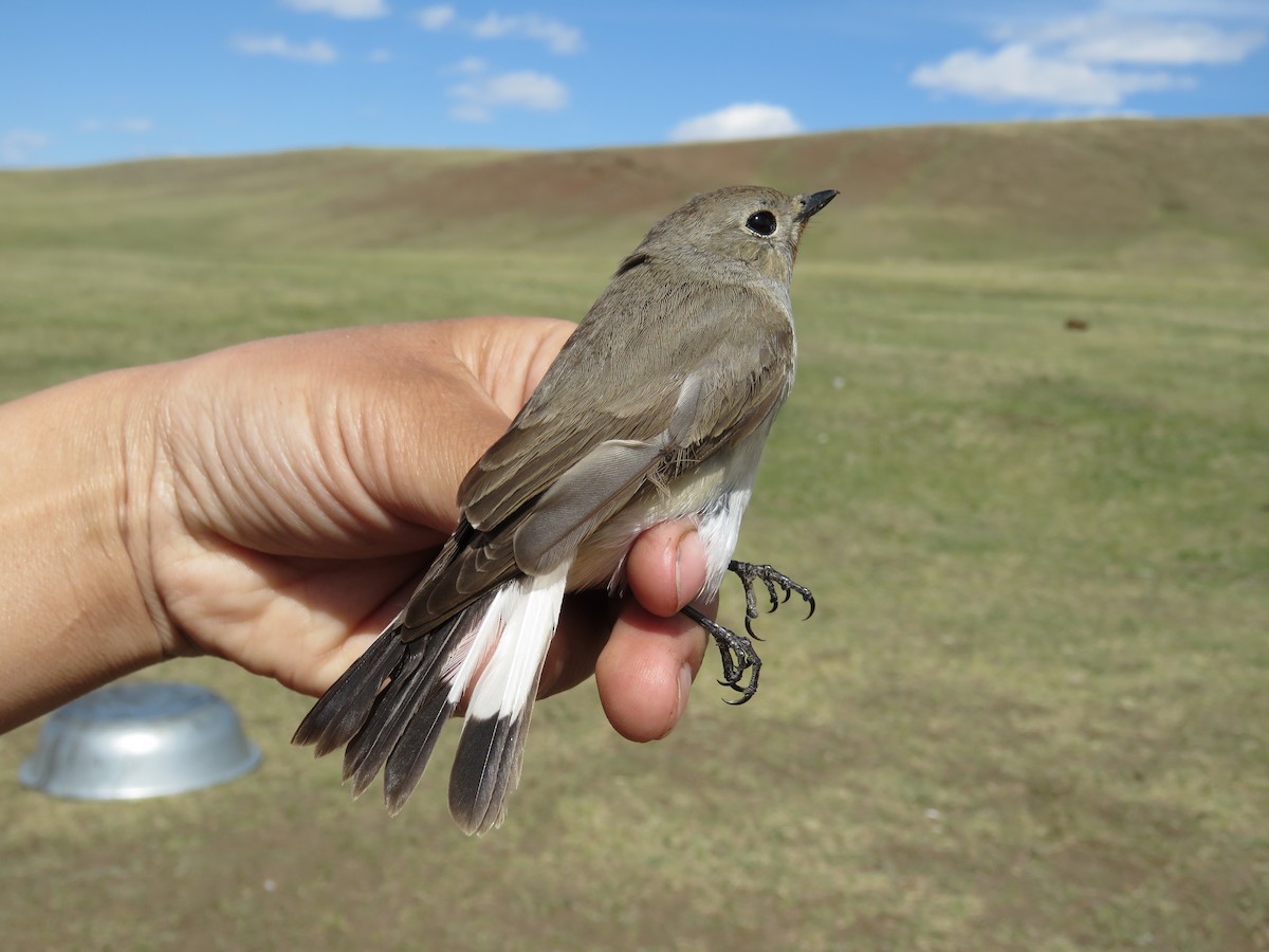 紅喉鶲 - ML647596467