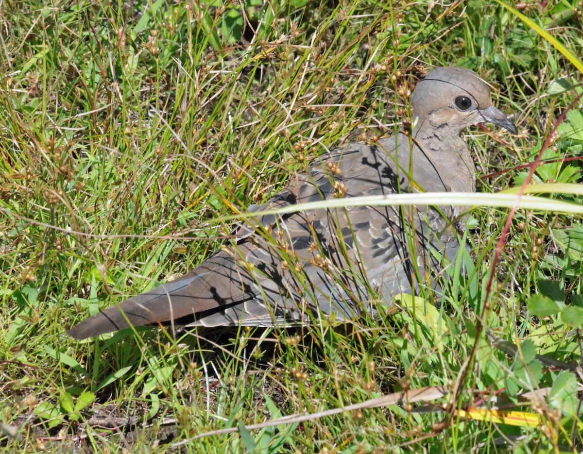 Mourning Dove - ML647596482