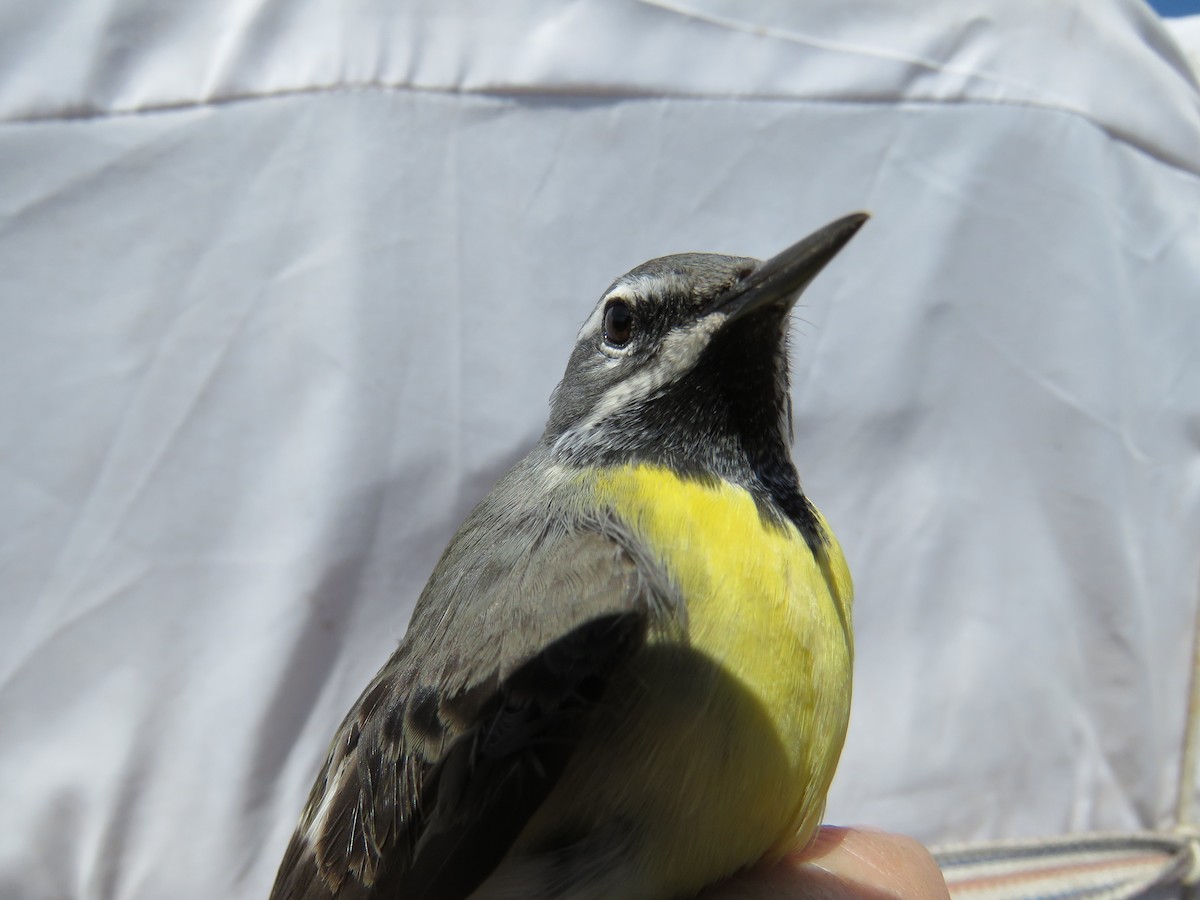 灰鶺鴒 - ML647596483