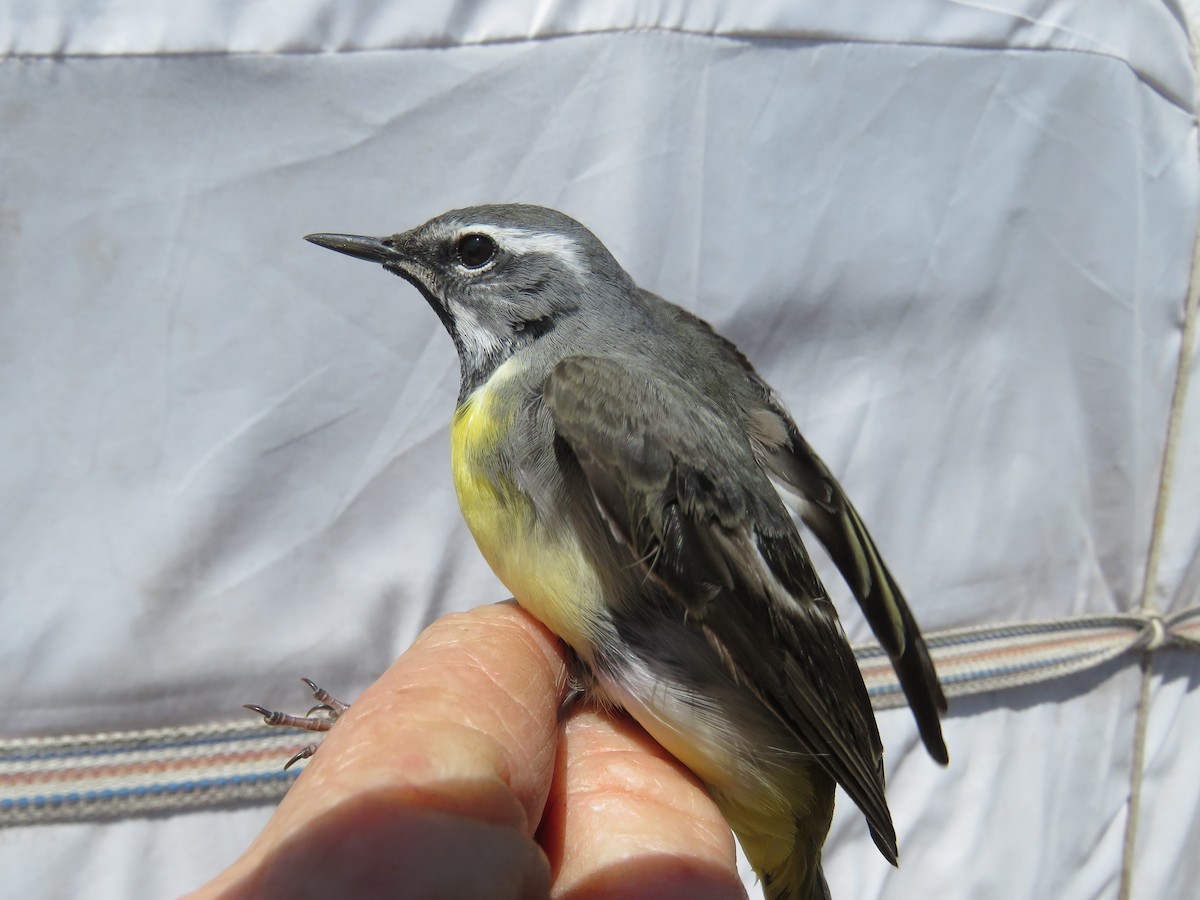 灰鶺鴒 - ML647596488