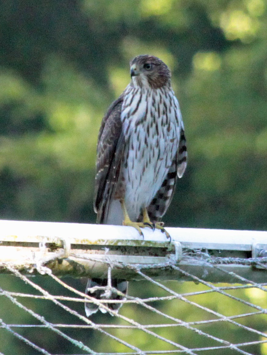 Cooper's Hawk - ML647596494