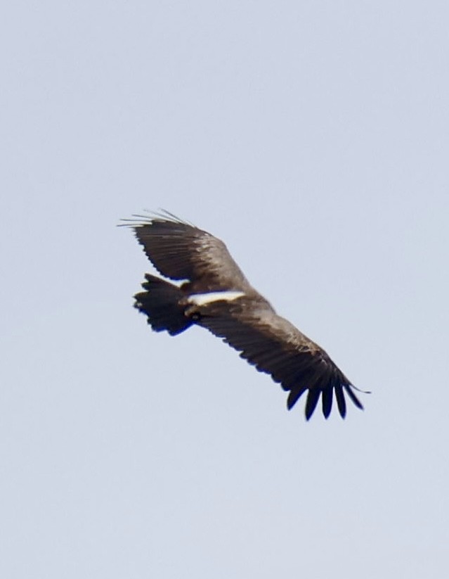 Ak Sırtlı Akbaba - ML647596510