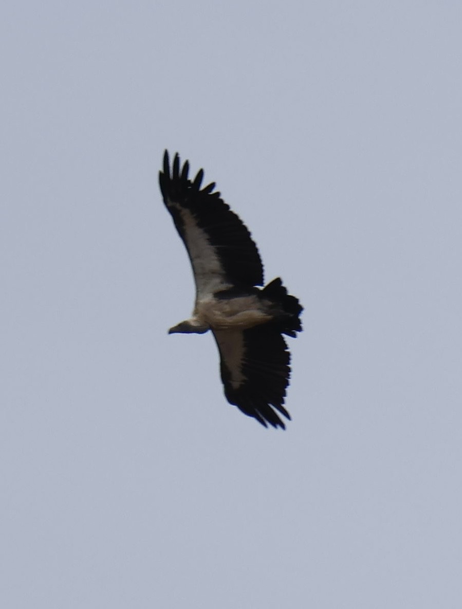 Ak Sırtlı Akbaba - ML647596511