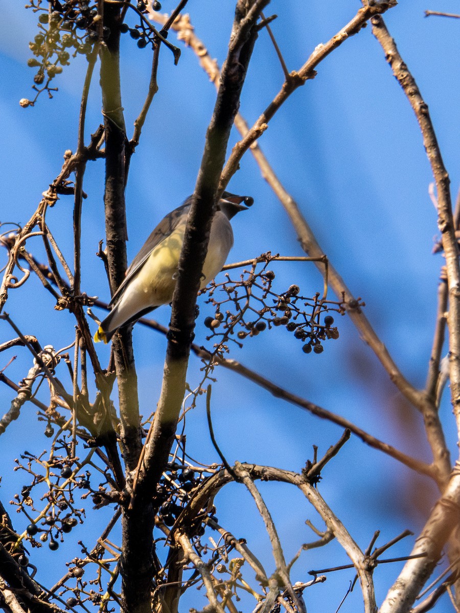 Sedir İpekkuyruğu - ML647596526