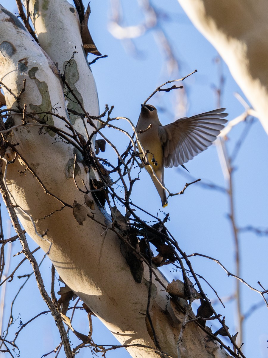 Sedir İpekkuyruğu - ML647596527