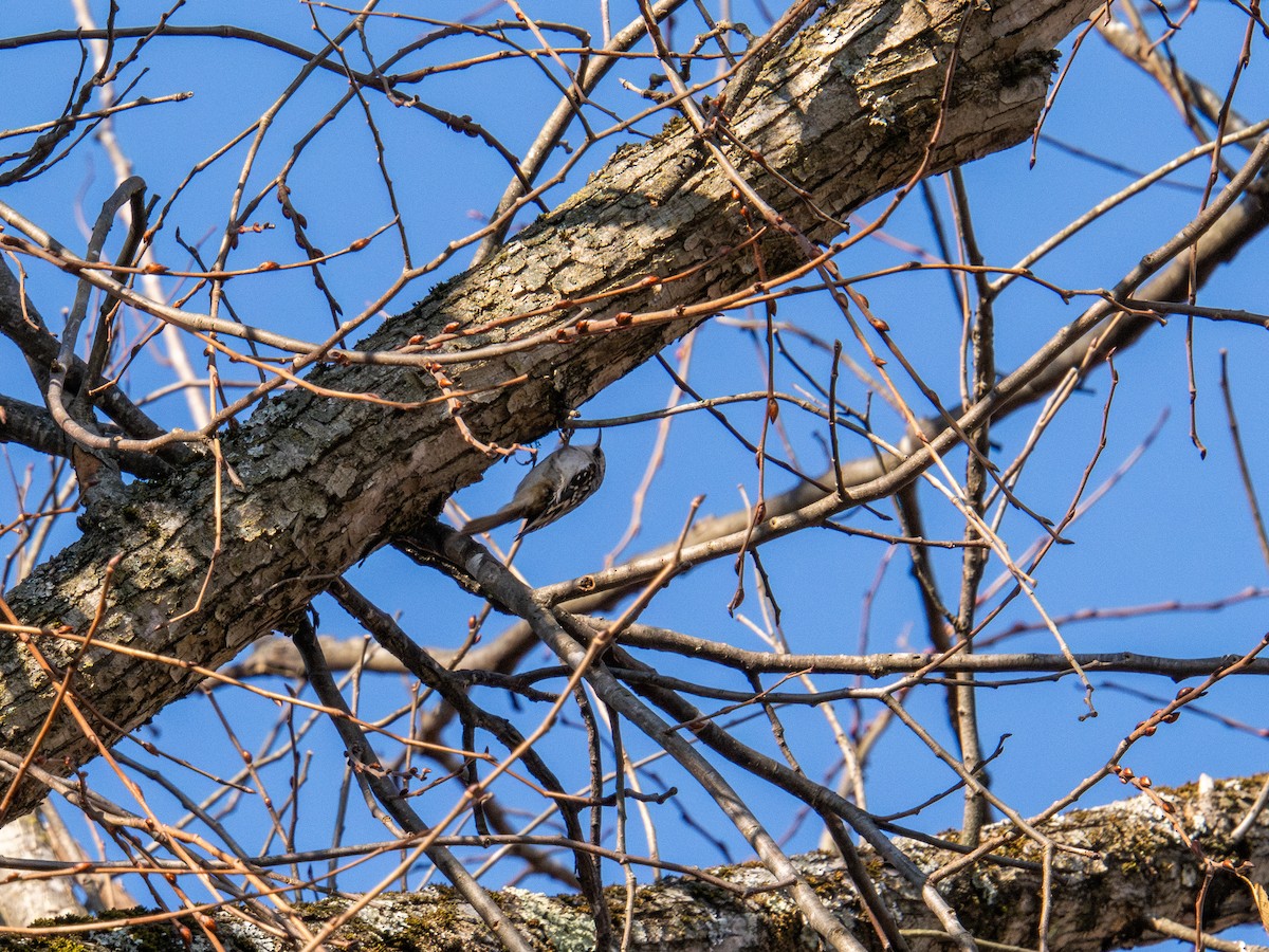 Brown Creeper - ML647596541