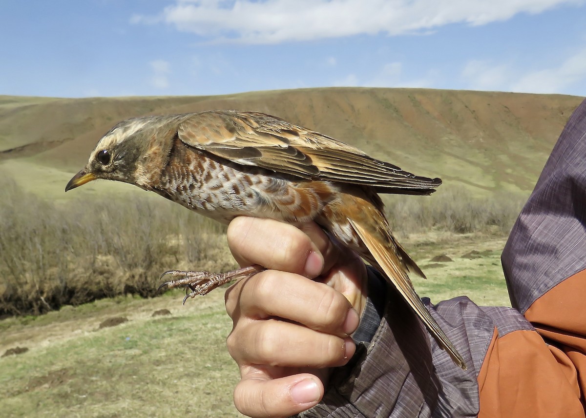 Naumann's Thrush - ML647596547