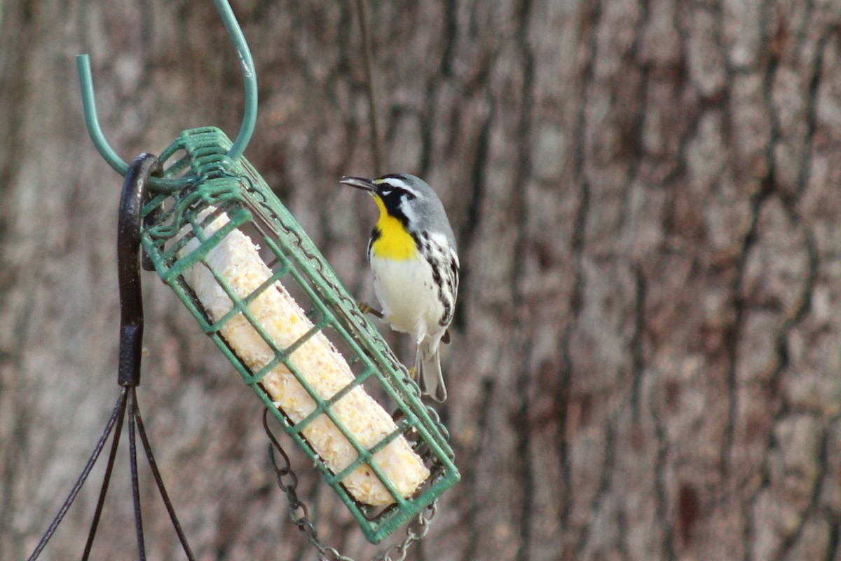 Goldkehl-Waldsänger - ML647596550