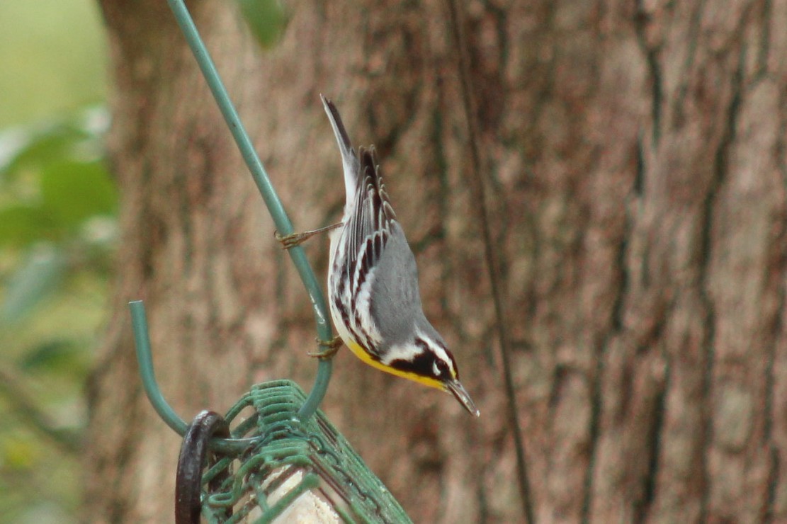 Goldkehl-Waldsänger - ML647596551