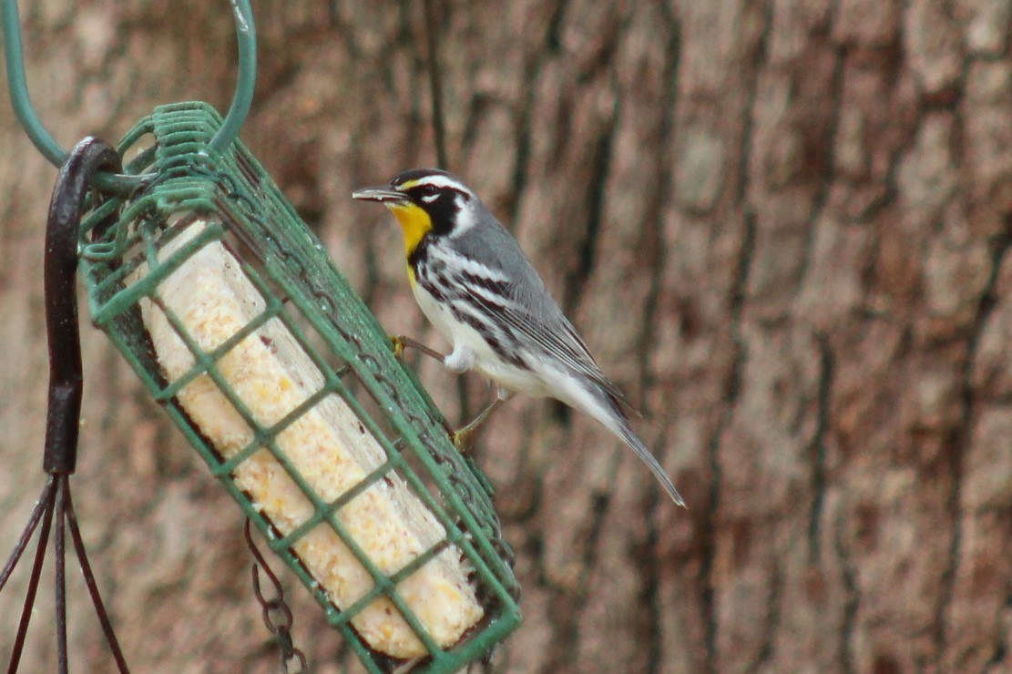 Goldkehl-Waldsänger - ML647596552