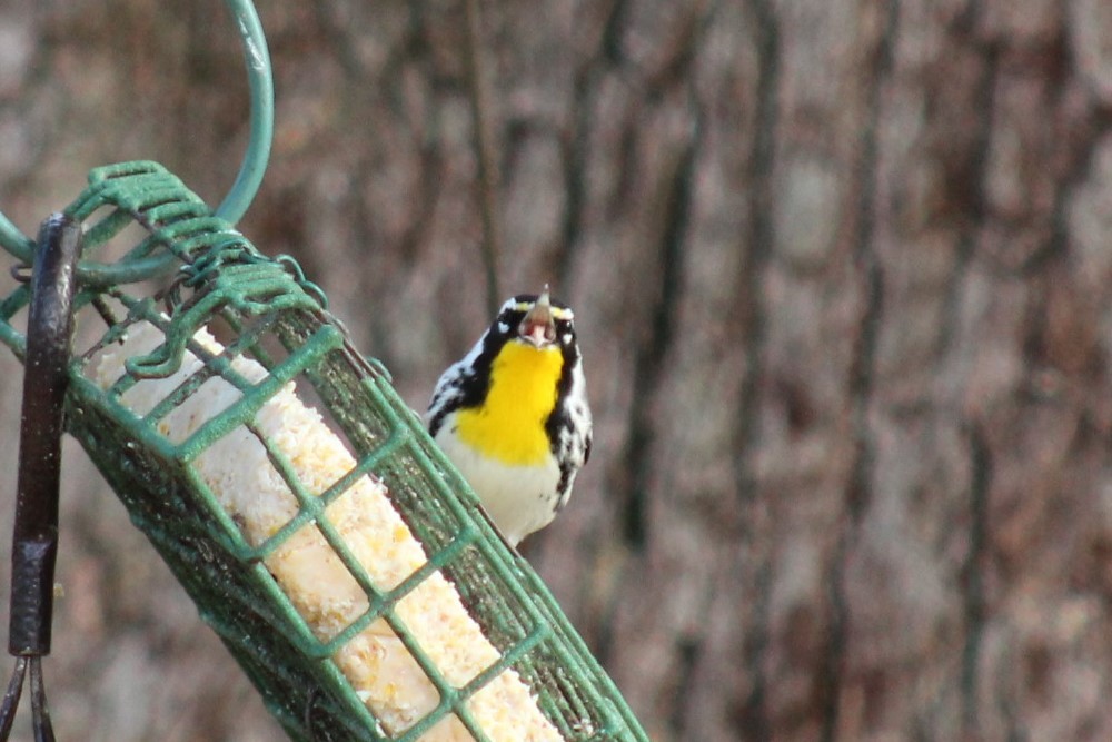 Goldkehl-Waldsänger - ML647596554