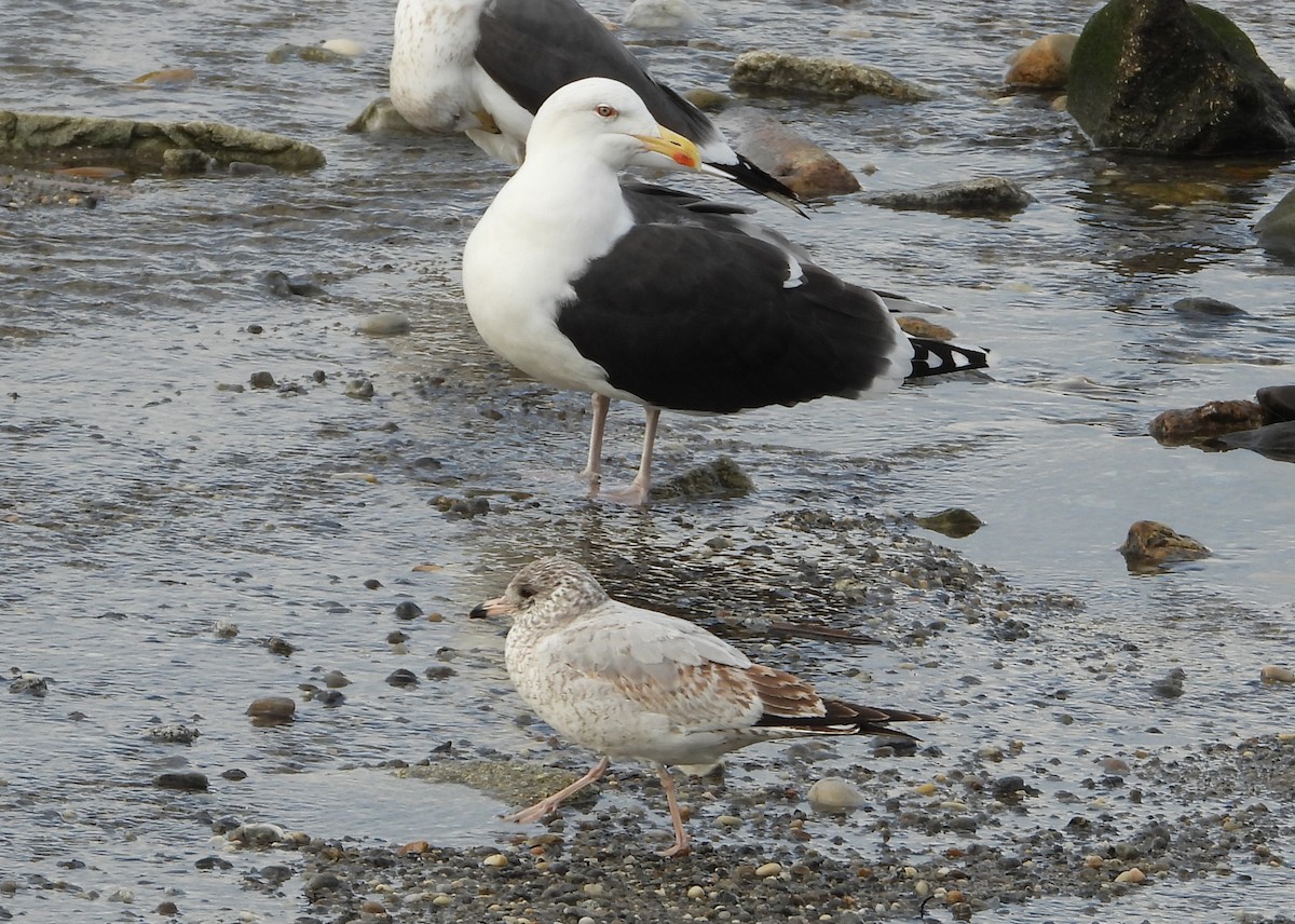 racek mořský - ML647596581