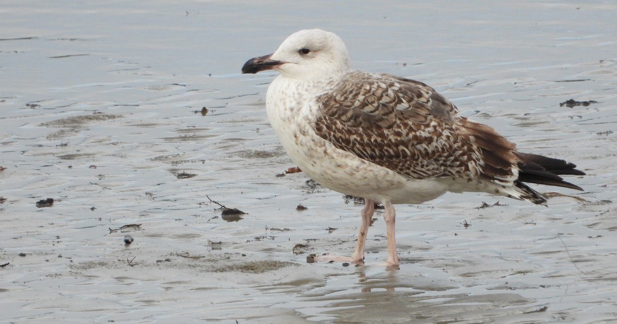 racek mořský - ML647596582