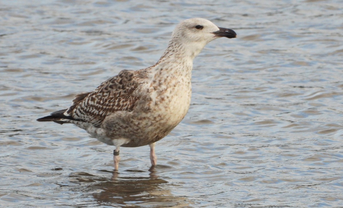 racek mořský - ML647596583