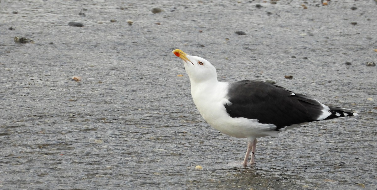 racek mořský - ML647596584