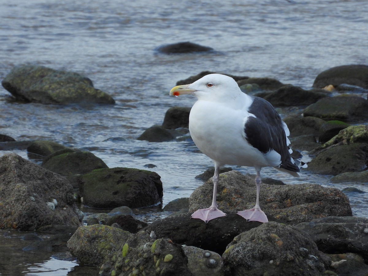 racek mořský - ML647596585