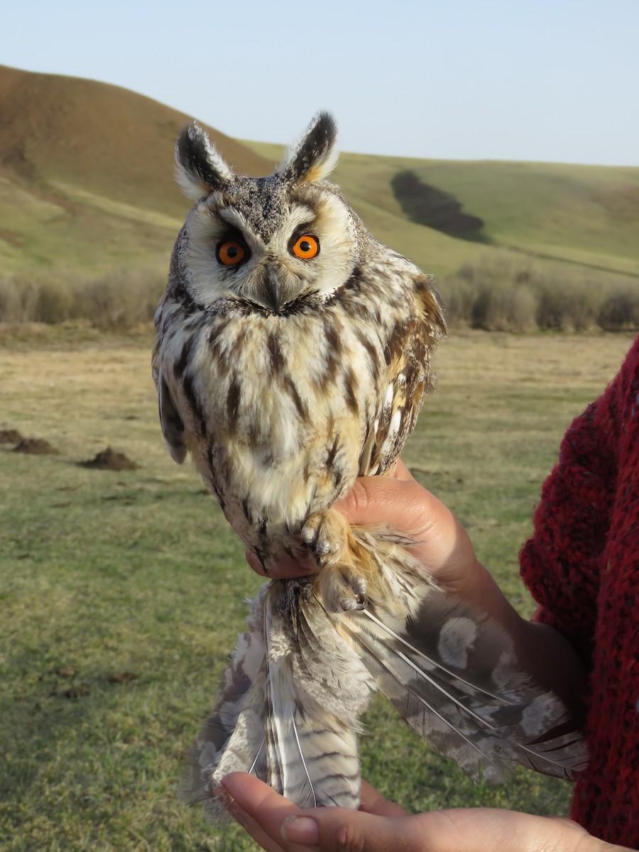 長耳鴞 - ML647596592