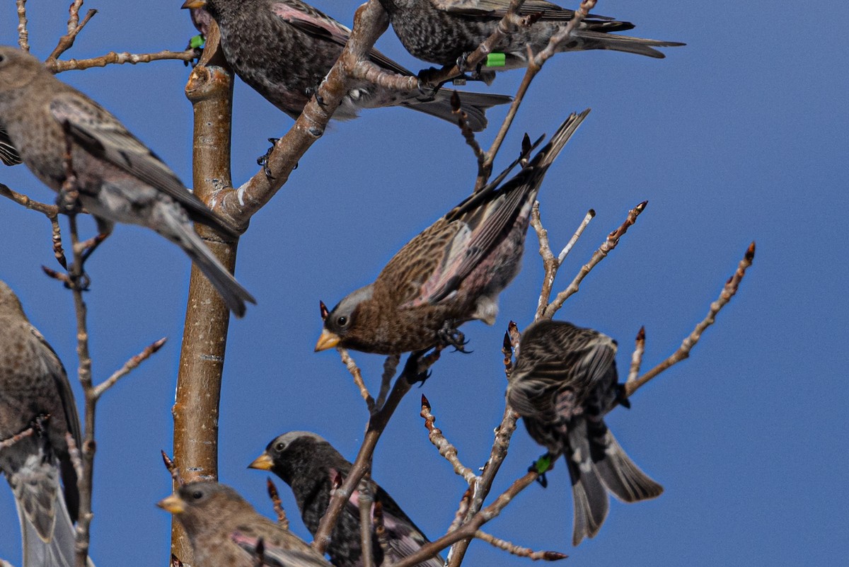 Pinzón Montano Nuquigrís (grupo tephrocotis) - ML647596594