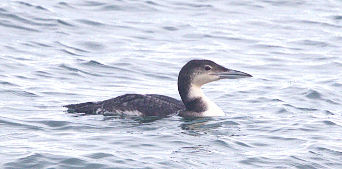 Common Loon - ML647596598