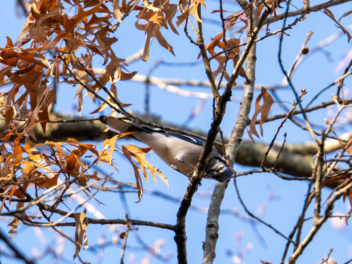 Blue Jay - ML647596602