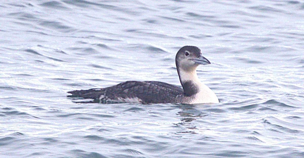 Common Loon - ML647596605