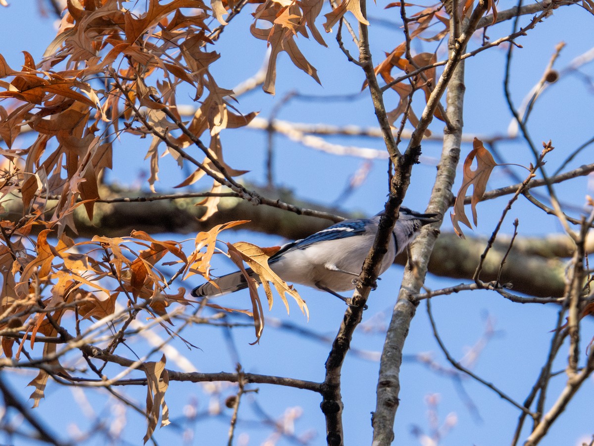 Blue Jay - ML647596619