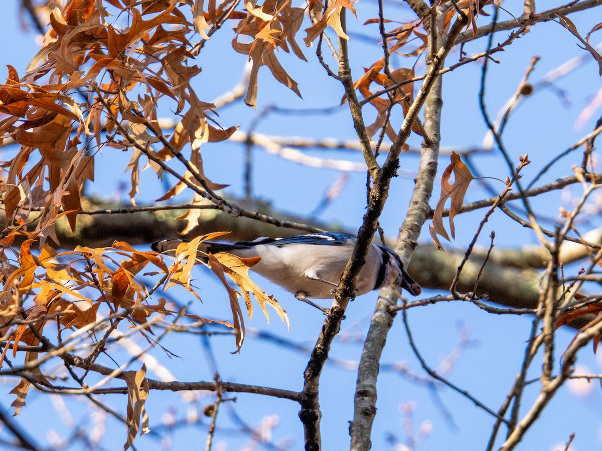 Blue Jay - ML647596620