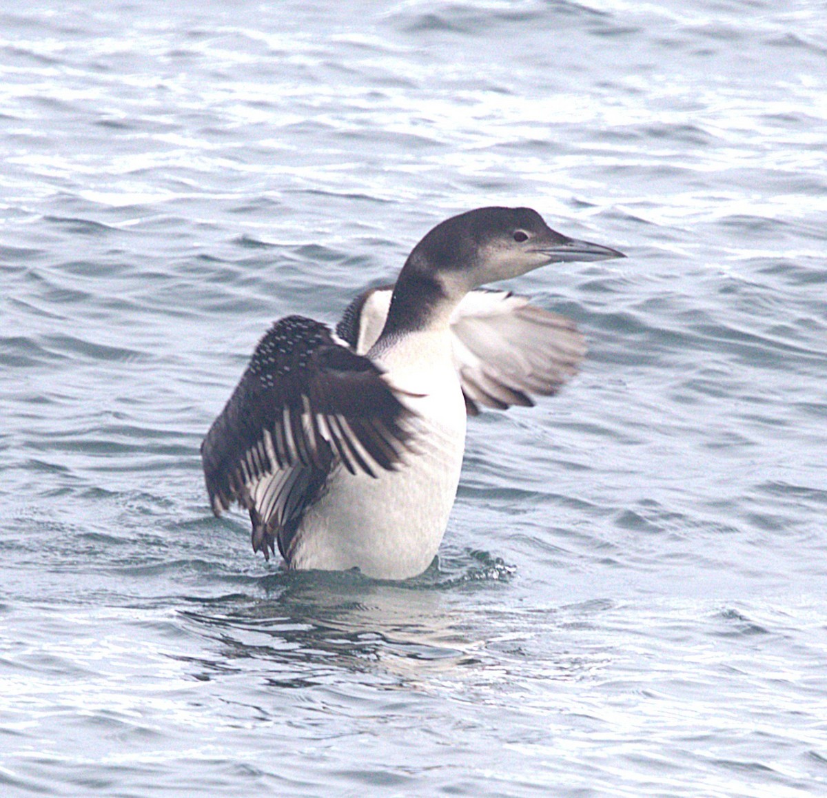 Common Loon - ML647596627