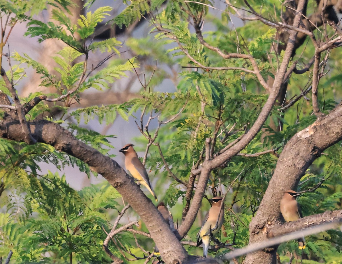 Sedir İpekkuyruğu - ML647596634