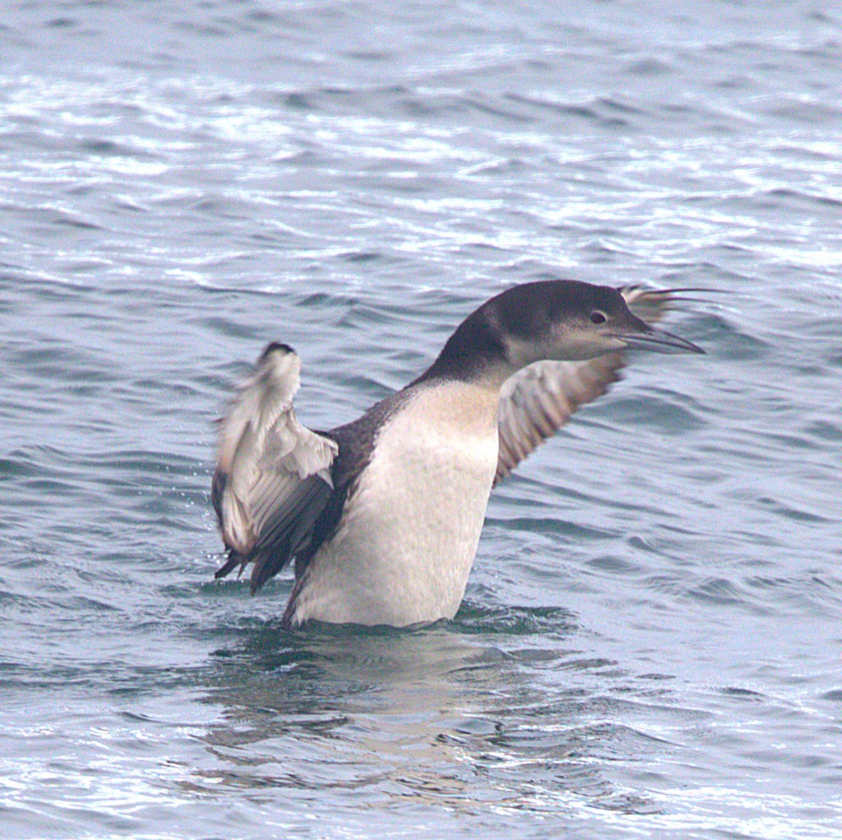 Common Loon - ML647596635