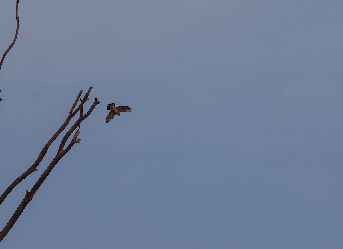 Cooper's Hawk - ML647596636