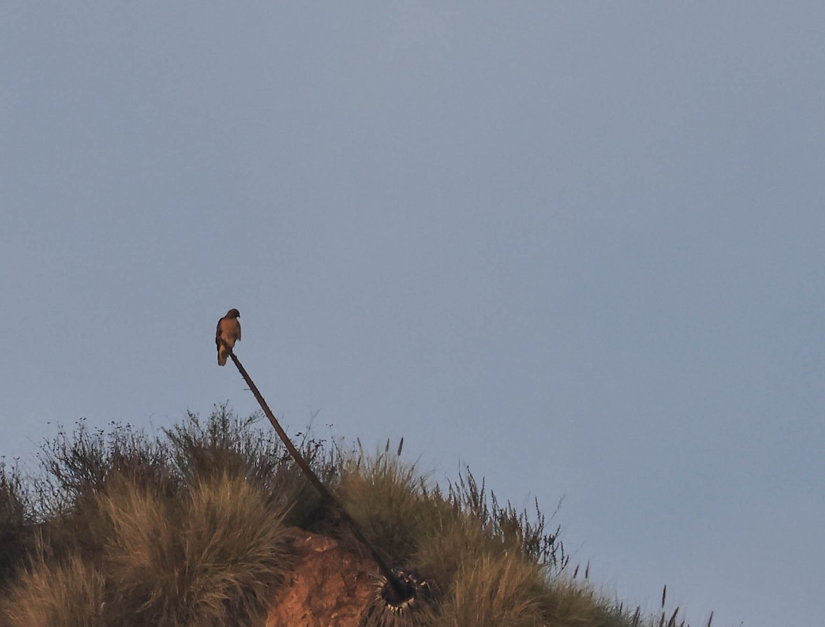 Red-tailed Hawk - ML647596639
