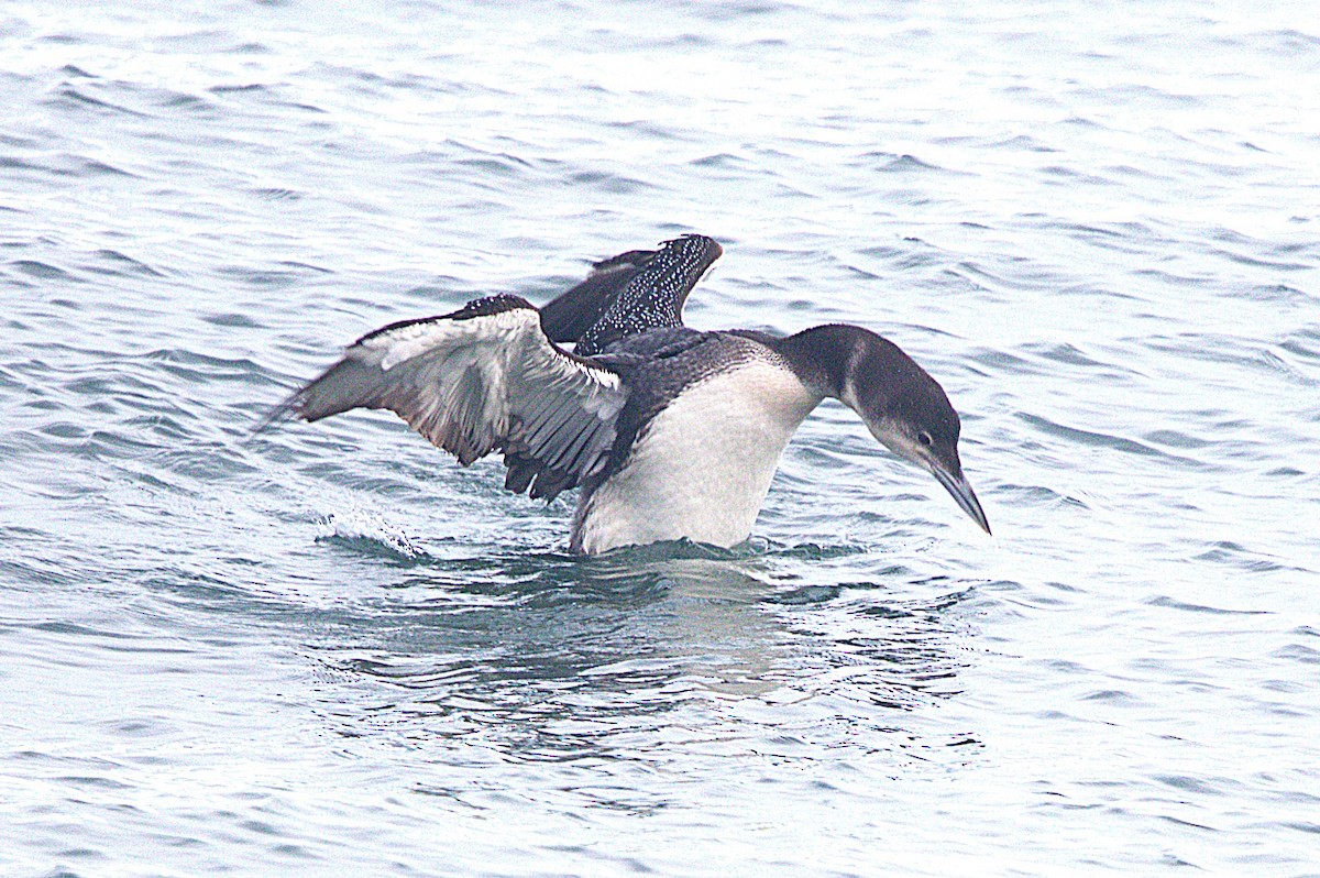 Common Loon - ML647596642