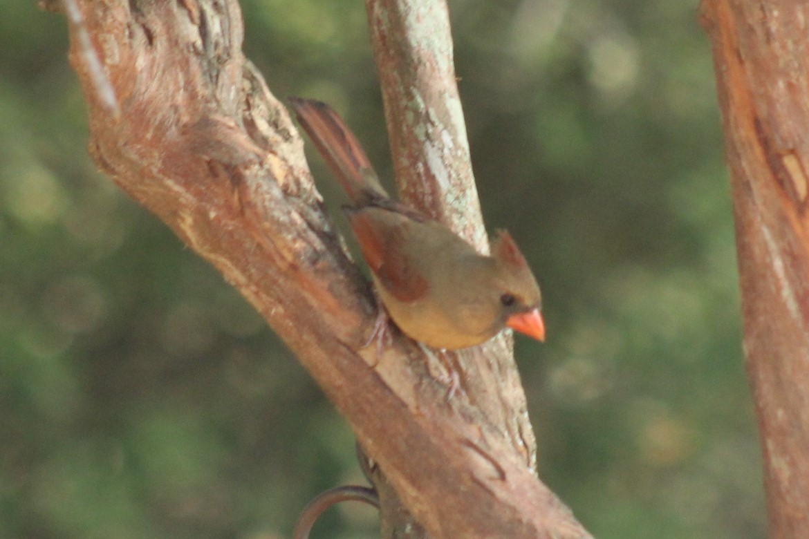 Northern Cardinal - ML647596644