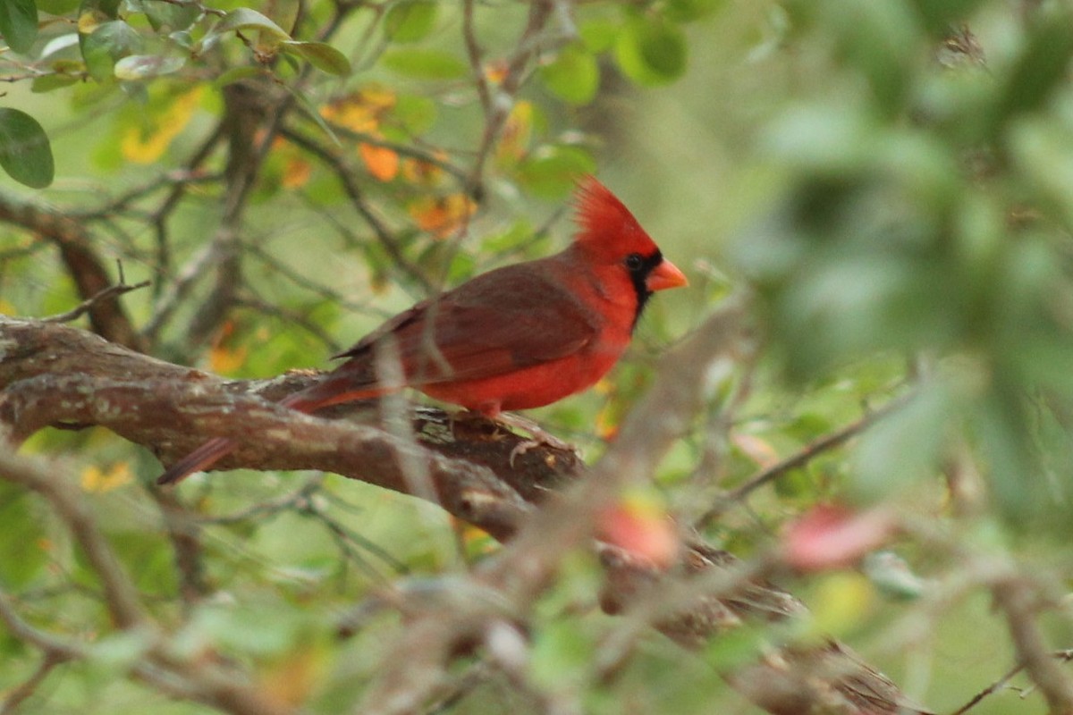 Northern Cardinal - ML647596645