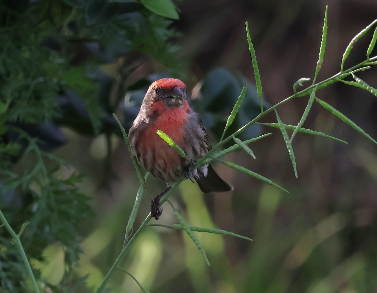 House Finch - ML647596650