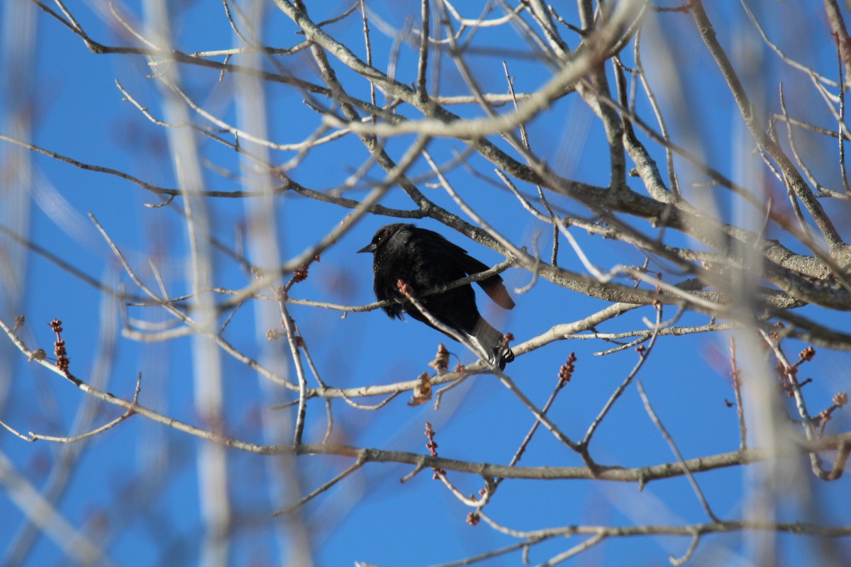 Red-winged Blackbird - ML647596654