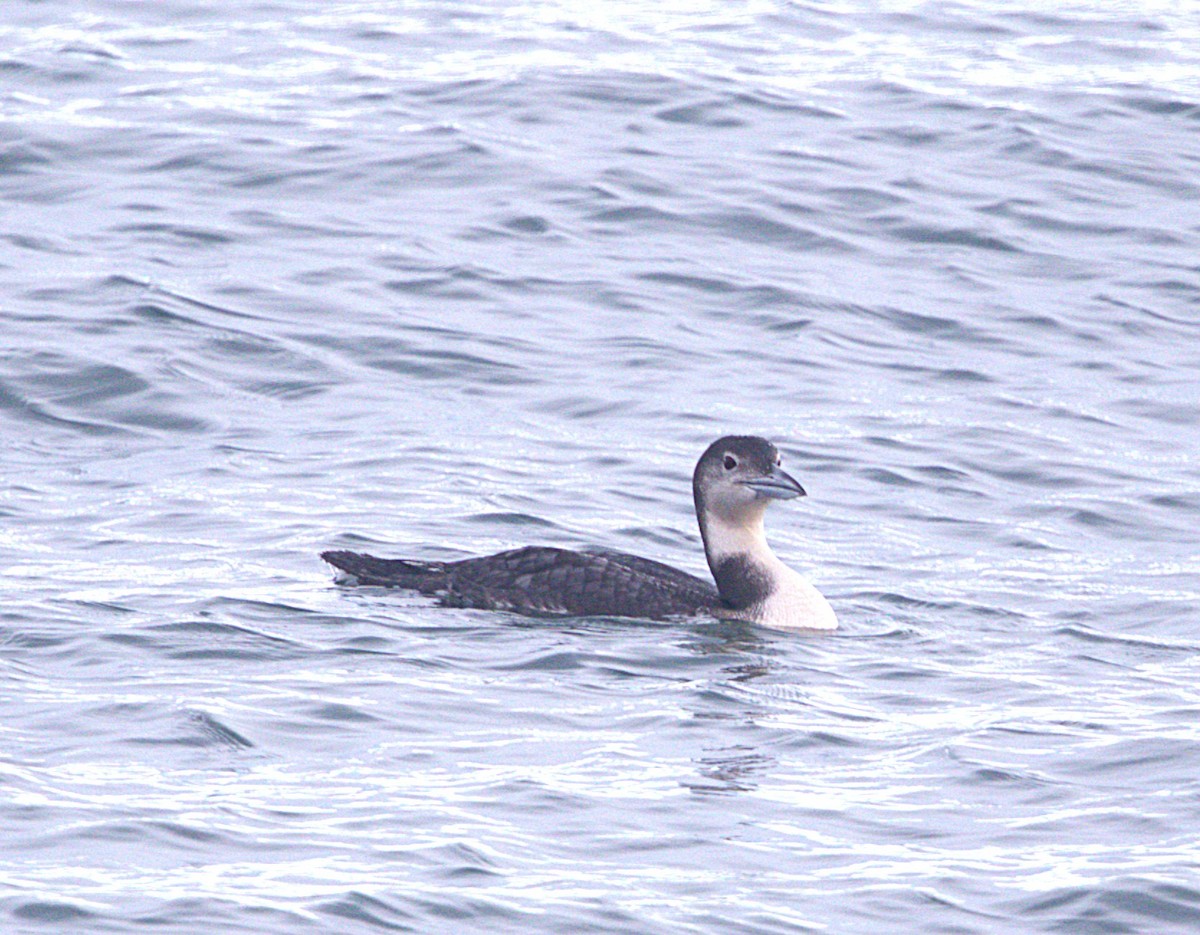 Common Loon - ML647596658