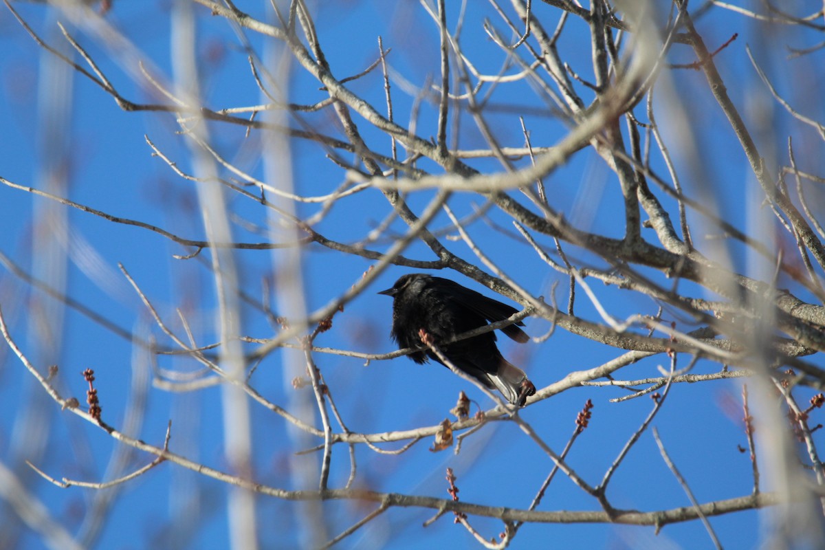 Red-winged Blackbird - ML647596659