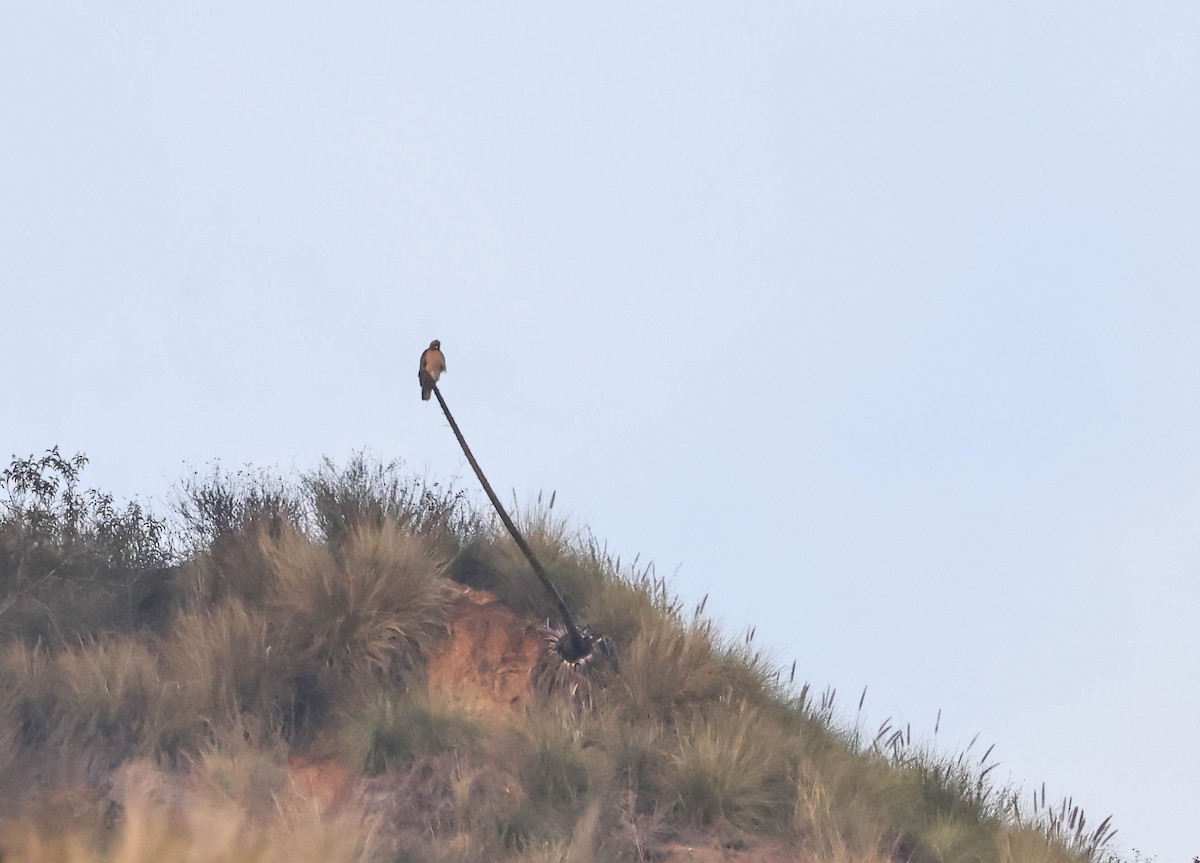 Red-tailed Hawk - ML647596660