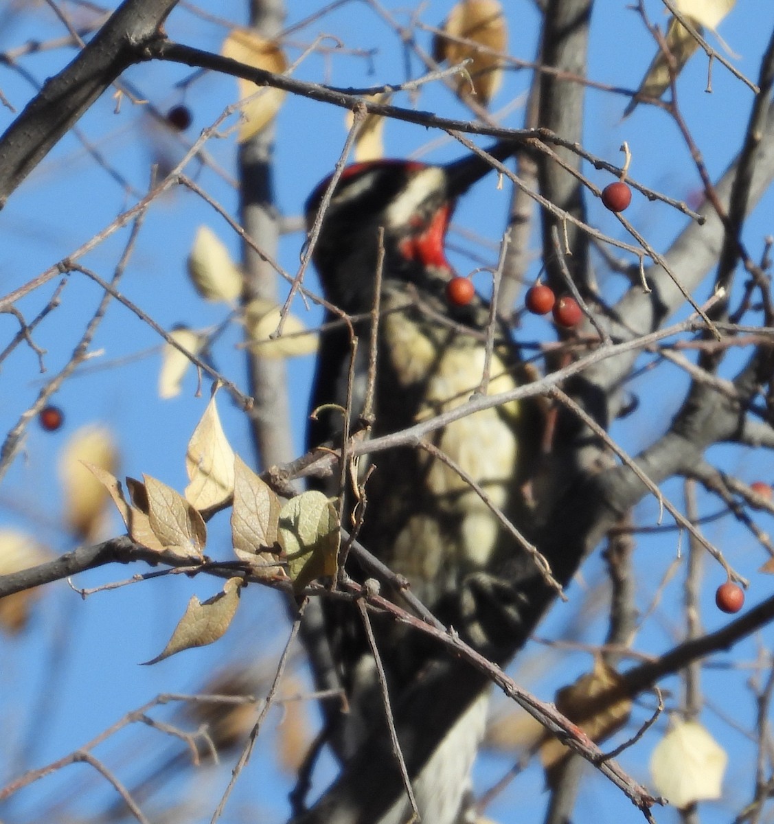 Red-naped Sapsucker - ML647596661