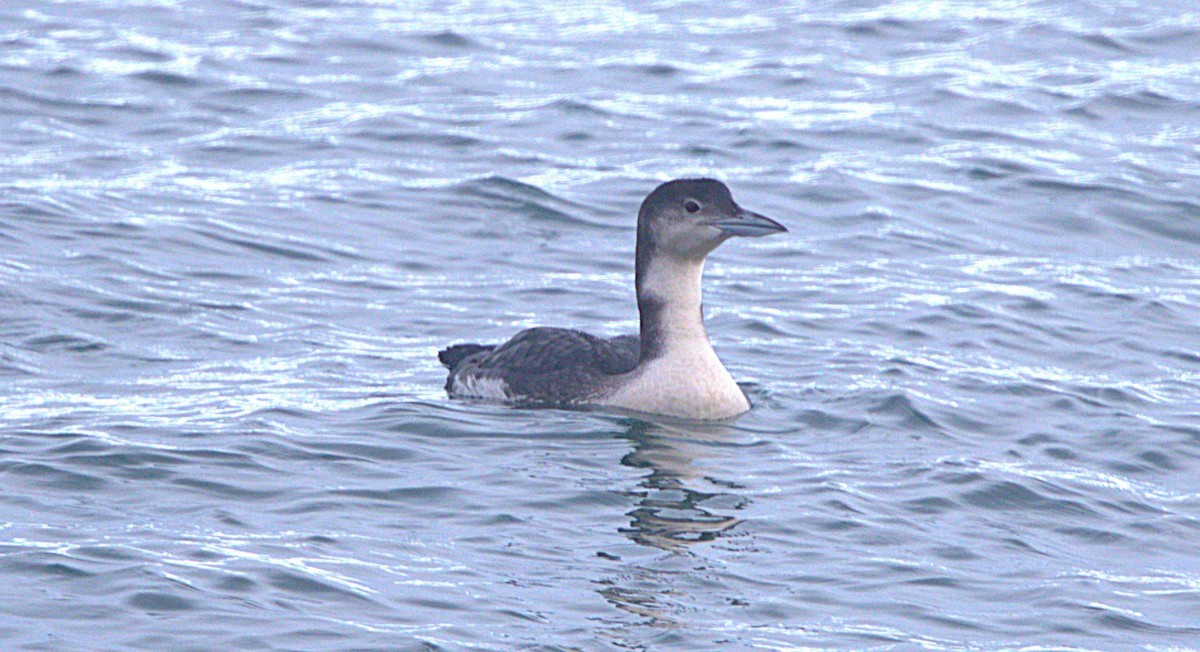Common Loon - ML647596668