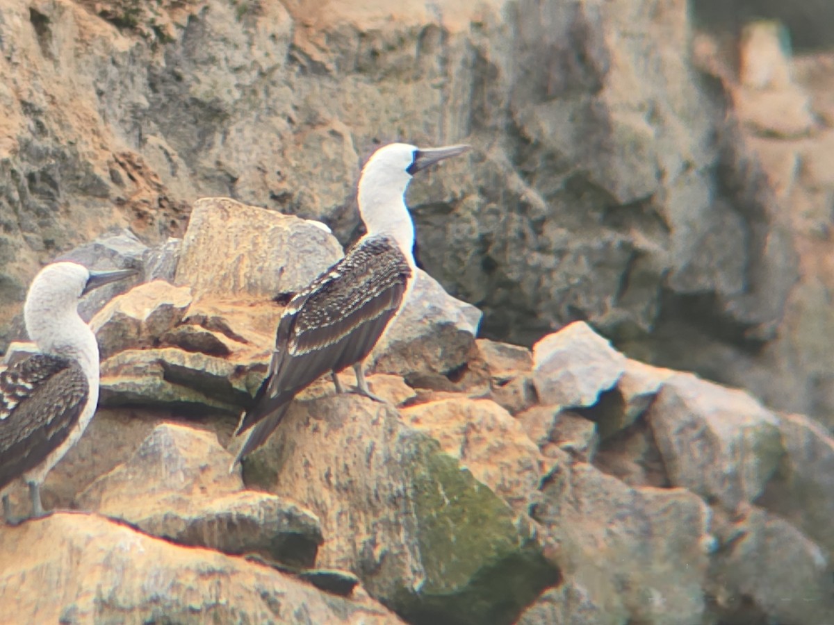 Peruvian Booby - ML647596671