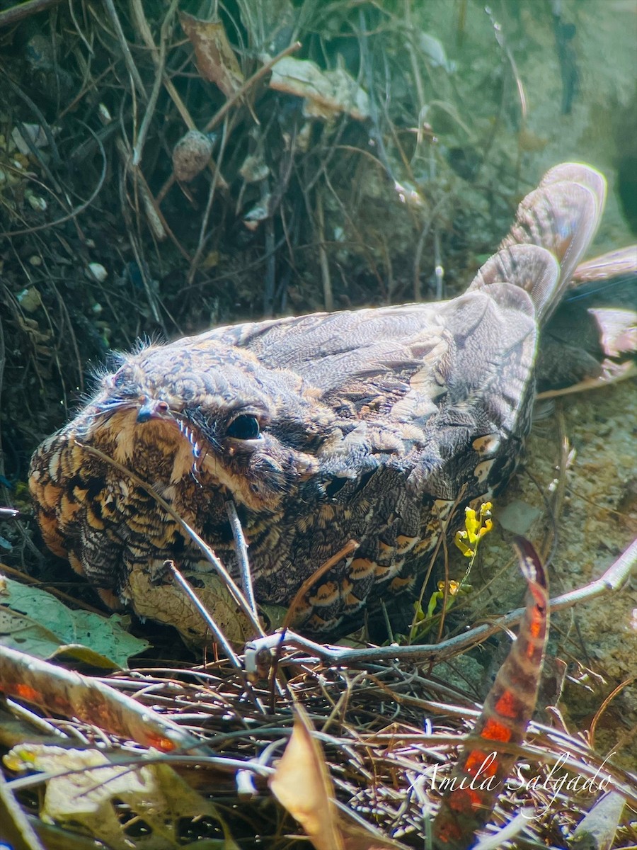 Chotacabras Hindú - ML647596684