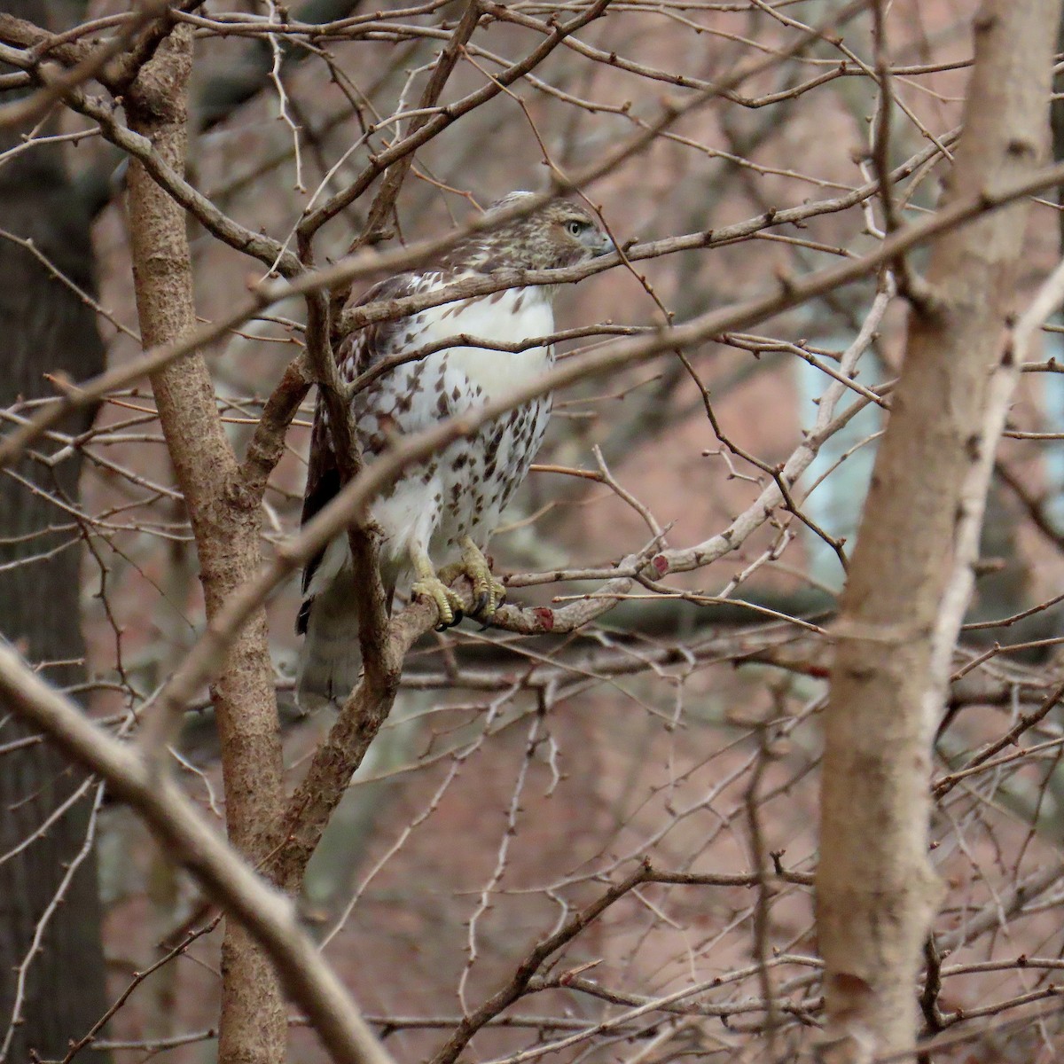 Red-tailed Hawk - ML647596686