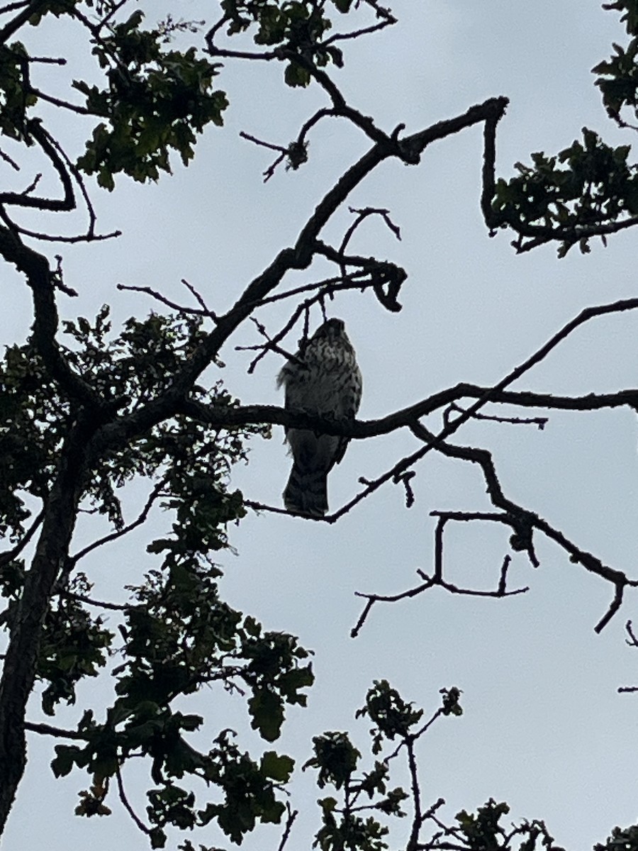 Cooper's Hawk - ML647596689