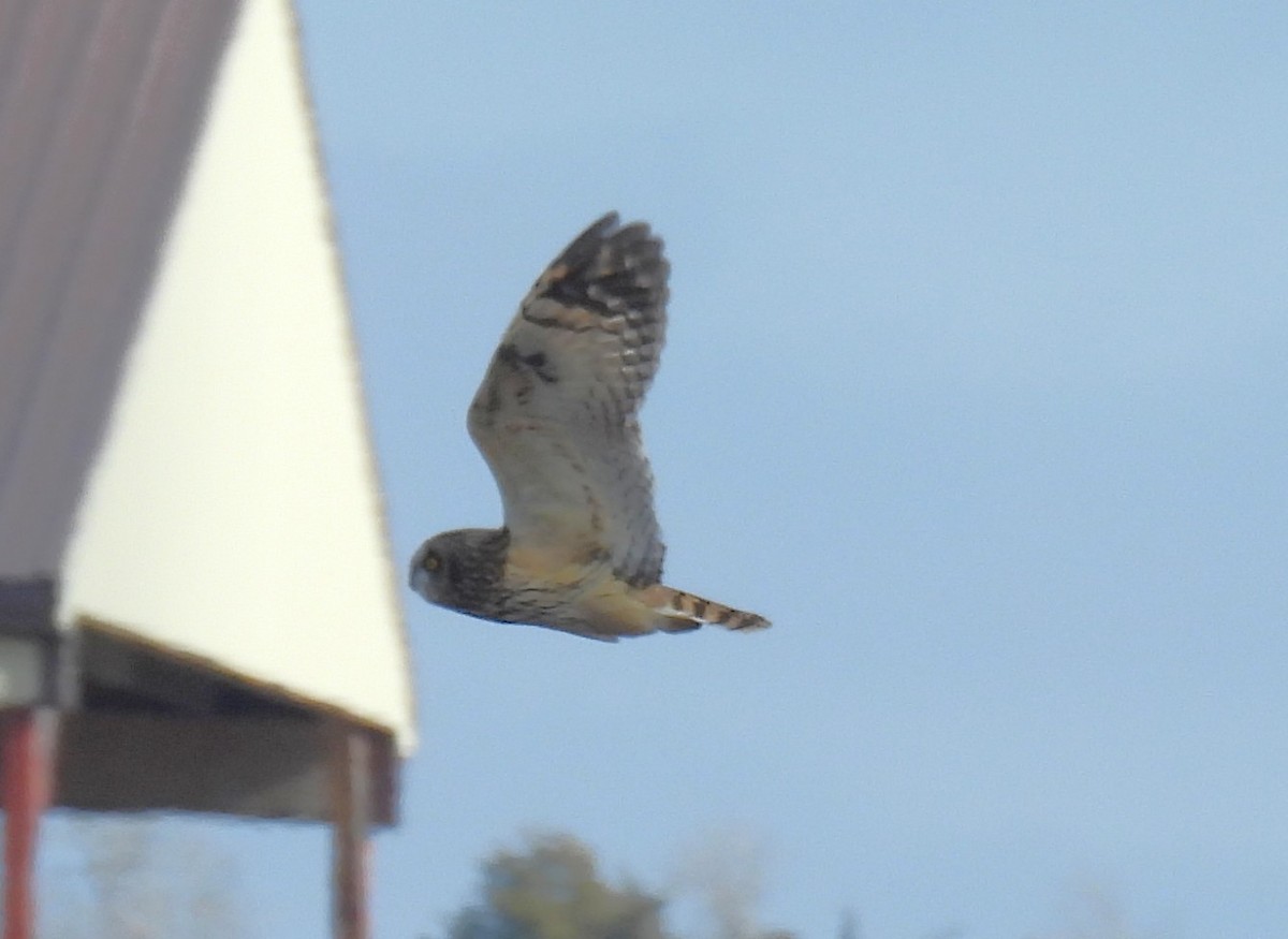 Short-eared Owl - ML647596697