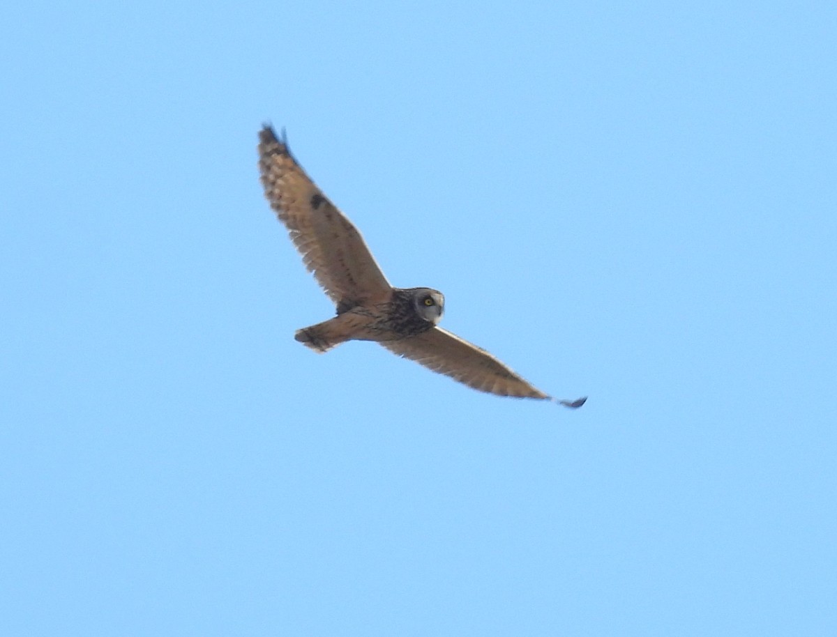 Short-eared Owl - ML647596698