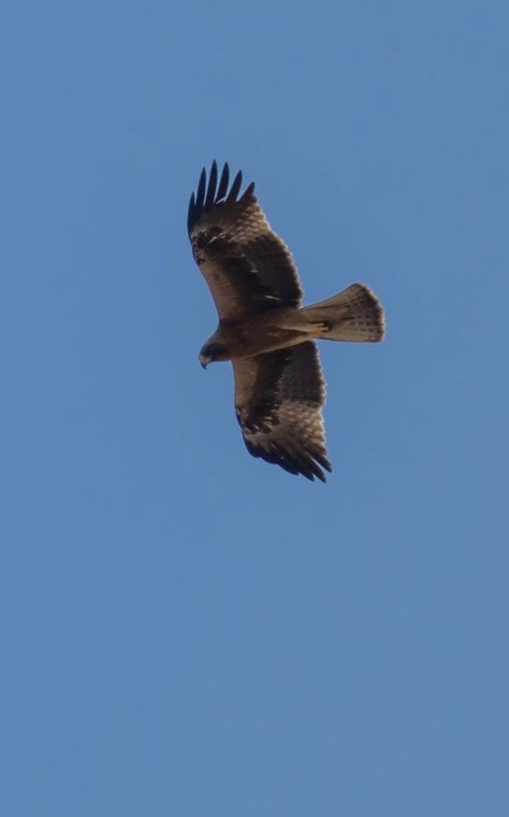 Booted Eagle - ML647596699