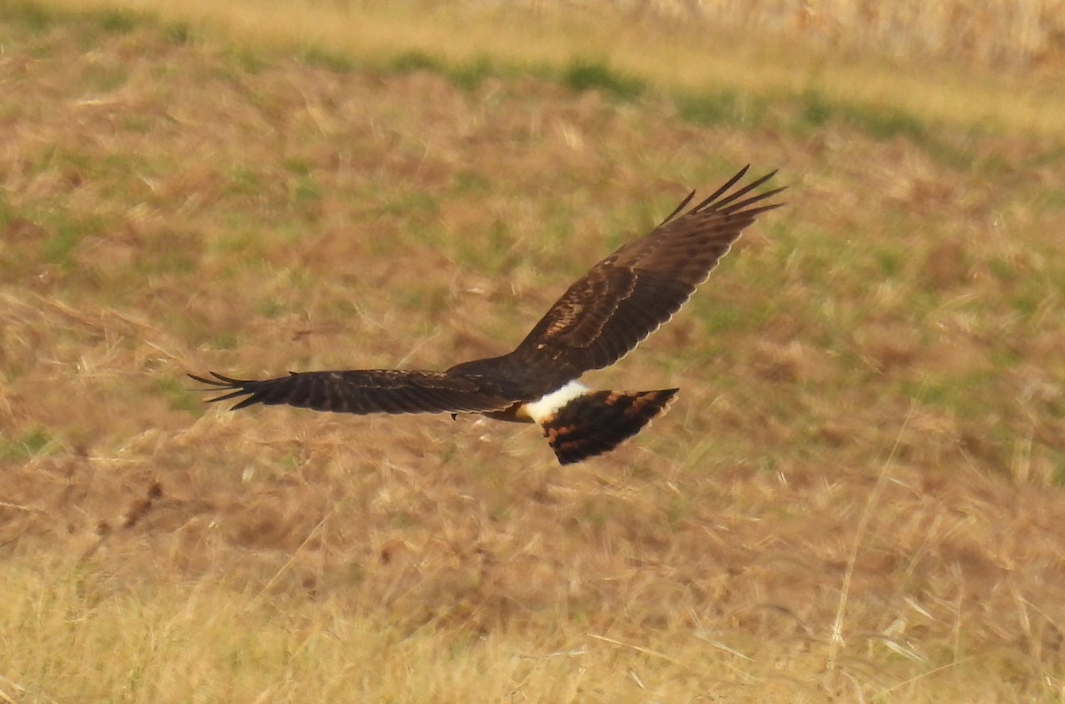 Northern Harrier - ML647596700